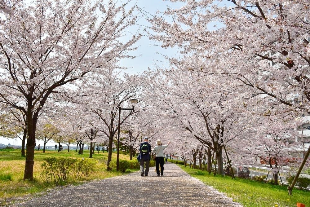 2025日本東京6大賞櫻景點推薦！木場公園爆美粉白櫻花海、隅田公園捕捉晴空塔櫻花美景夢幻炸！-8