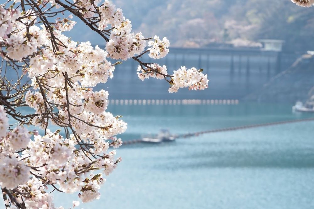 2025日本東京6大賞櫻景點推薦！木場公園爆美粉白櫻花海、隅田公園捕捉晴空塔櫻花美景夢幻炸！-16