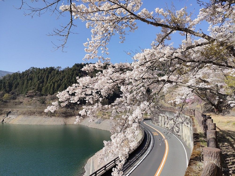 2025日本東京6大賞櫻景點推薦！木場公園爆美粉白櫻花海、隅田公園捕捉晴空塔櫻花美景夢幻炸！-9