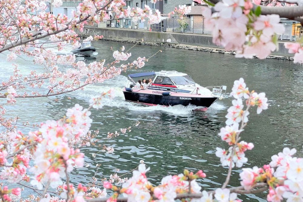 2025日本東京6大賞櫻景點推薦！木場公園爆美粉白櫻花海、隅田公園捕捉晴空塔櫻花美景夢幻炸！-10