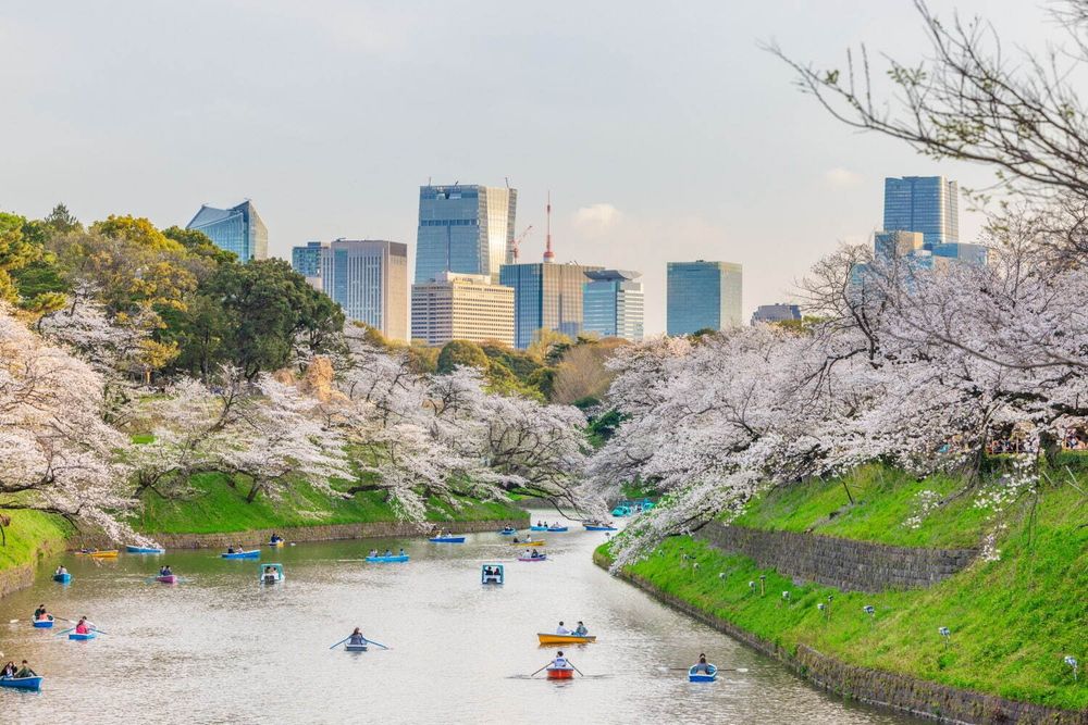 2025日本東京6大賞櫻景點推薦！木場公園爆美粉白櫻花海、隅田公園捕捉晴空塔櫻花美景夢幻炸！-11
