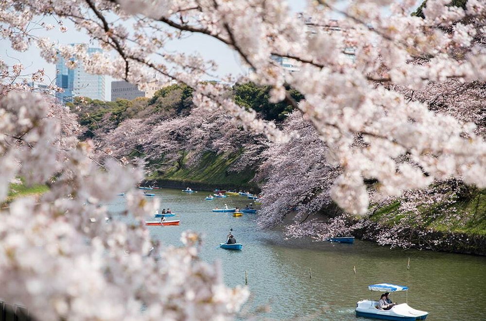 2025日本東京6大賞櫻景點推薦！木場公園爆美粉白櫻花海、隅田公園捕捉晴空塔櫻花美景夢幻炸！-12