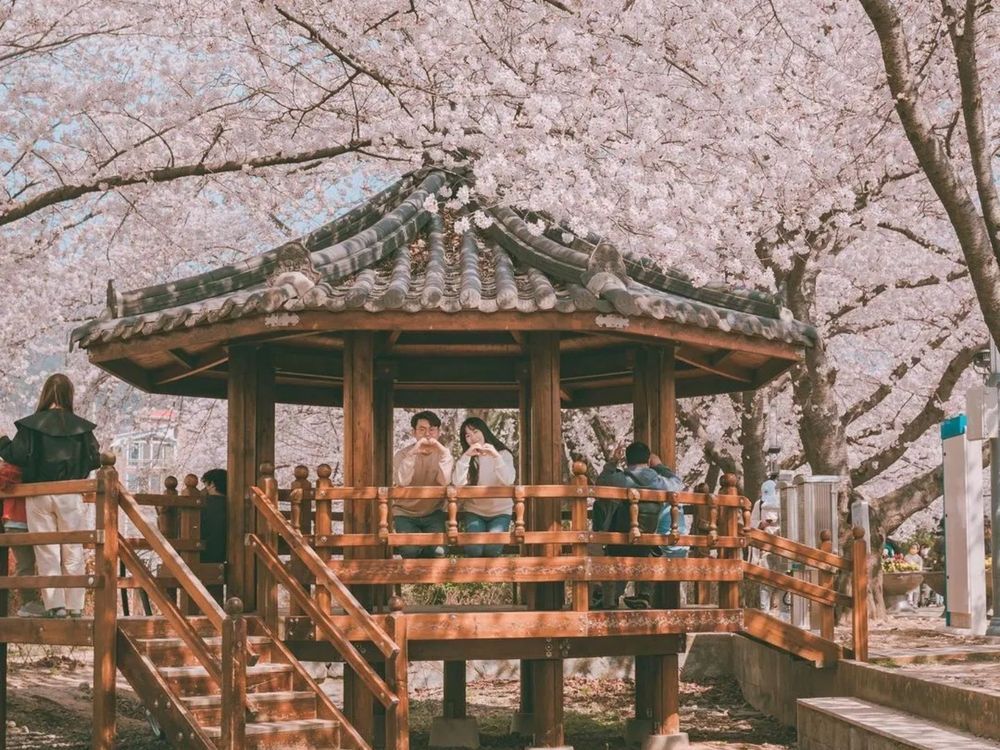2025韓國6大賞櫻景點推薦！夢幻粉白櫻花隧道、濟州島櫻花+油菜花爆美景色⋯快手刀訂機票！-3