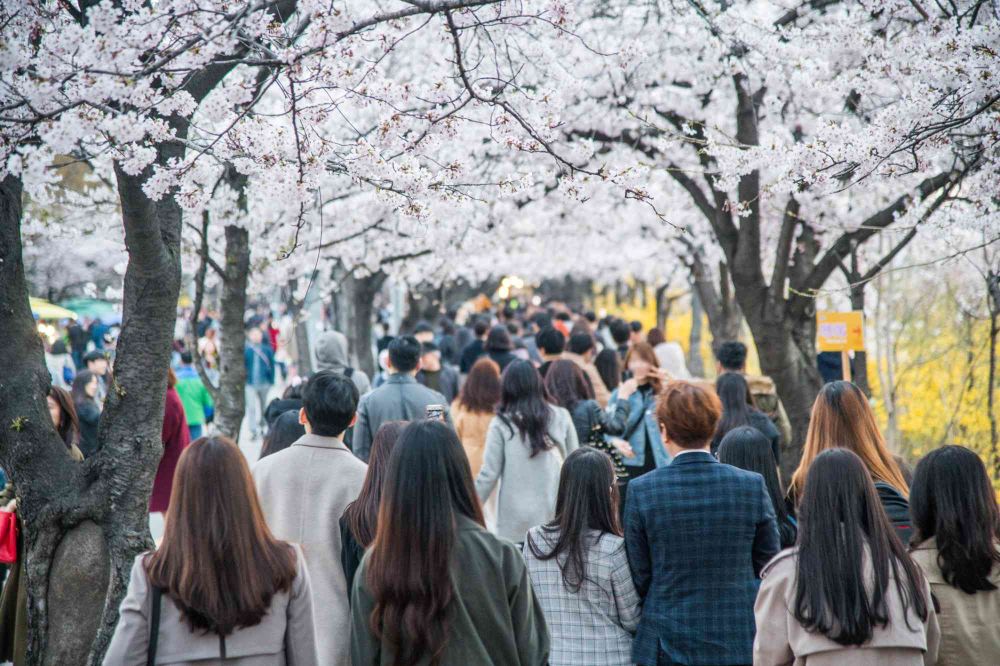 2025韓國6大賞櫻景點推薦！夢幻粉白櫻花隧道、濟州島櫻花+油菜花爆美景色⋯快手刀訂機票！-8