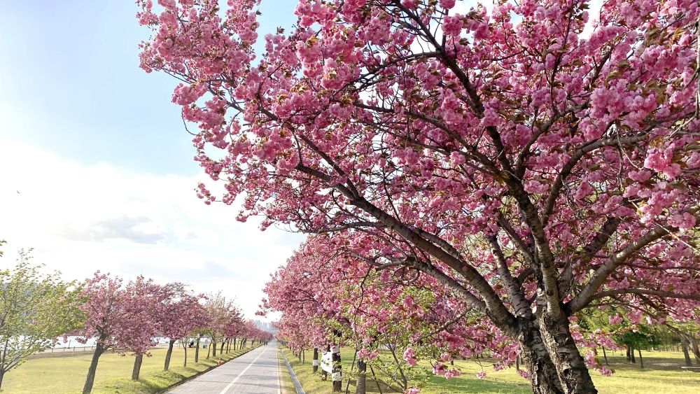 2025韓國6大賞櫻景點推薦！夢幻粉白櫻花隧道、濟州島櫻花+油菜花爆美景色⋯快手刀訂機票！-9