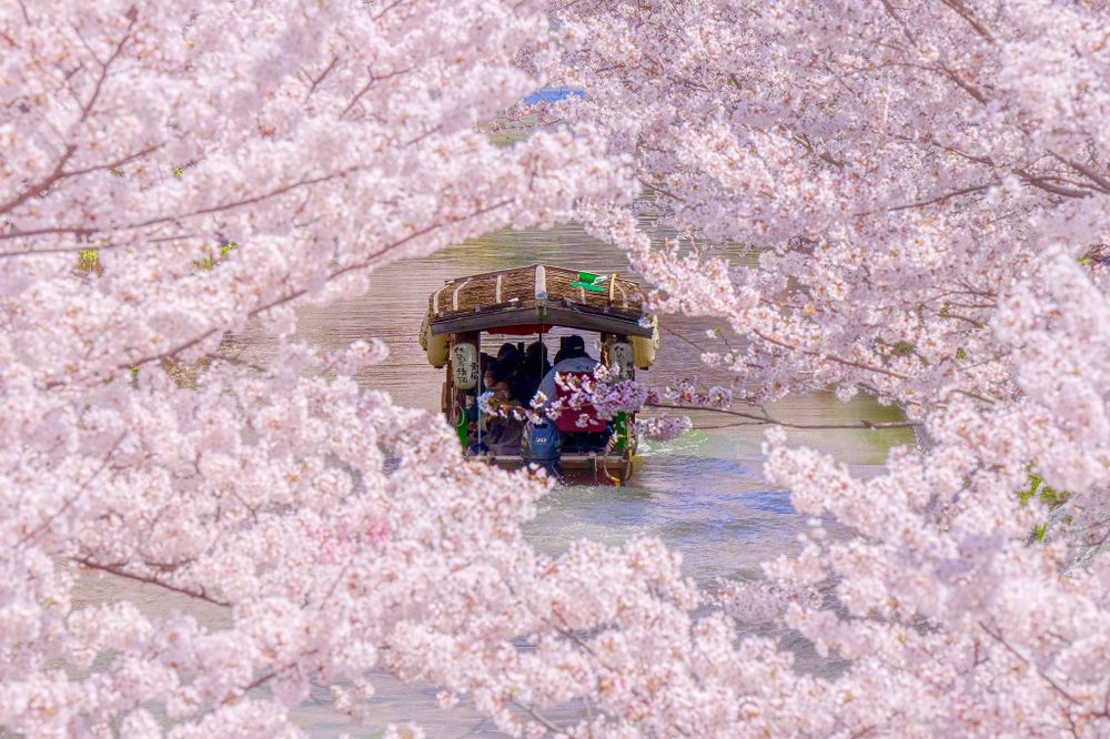 2025日本8大賞櫻景點懶人包！東京上野恩賜公園邊踩鴨子船邊賞櫻、漸層粉櫻花隧道夢幻炸！-7
