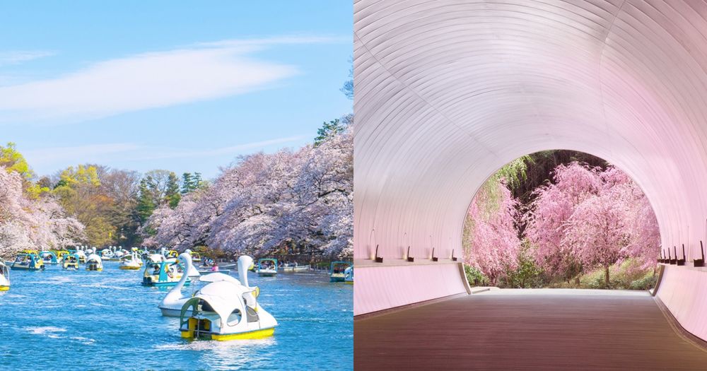 2025日本8大賞櫻景點懶人包！東京上野恩賜公園邊踩鴨子船邊賞櫻、漸層粉櫻花隧道夢幻炸！-1
