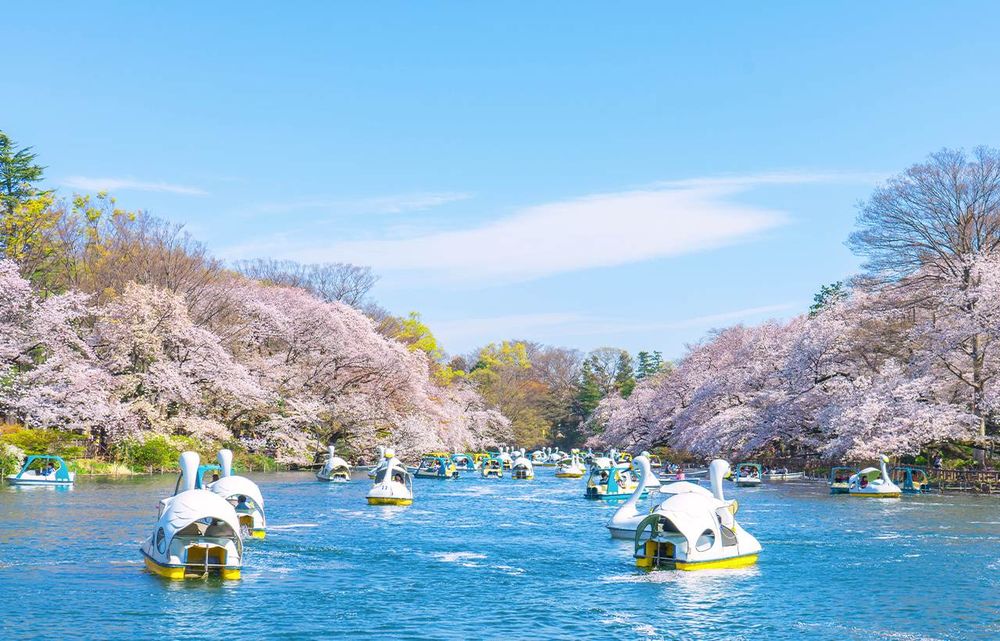 2025日本8大賞櫻景點懶人包！東京上野恩賜公園邊踩鴨子船邊賞櫻、漸層粉櫻花隧道夢幻炸！-2