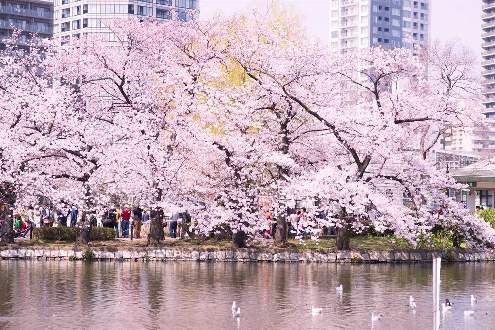2025日本8大賞櫻景點懶人包！東京上野恩賜公園邊踩鴨子船邊賞櫻、漸層粉櫻花隧道夢幻炸！-4