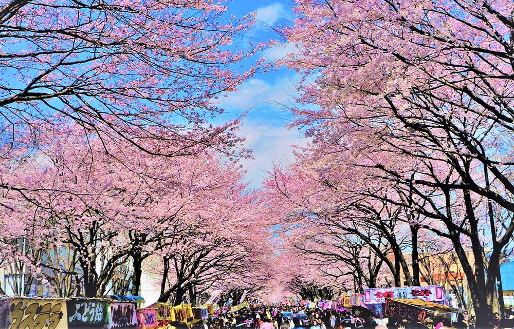 2025日本8大賞櫻景點懶人包！東京上野恩賜公園邊踩鴨子船邊賞櫻、漸層粉櫻花隧道夢幻炸！-3