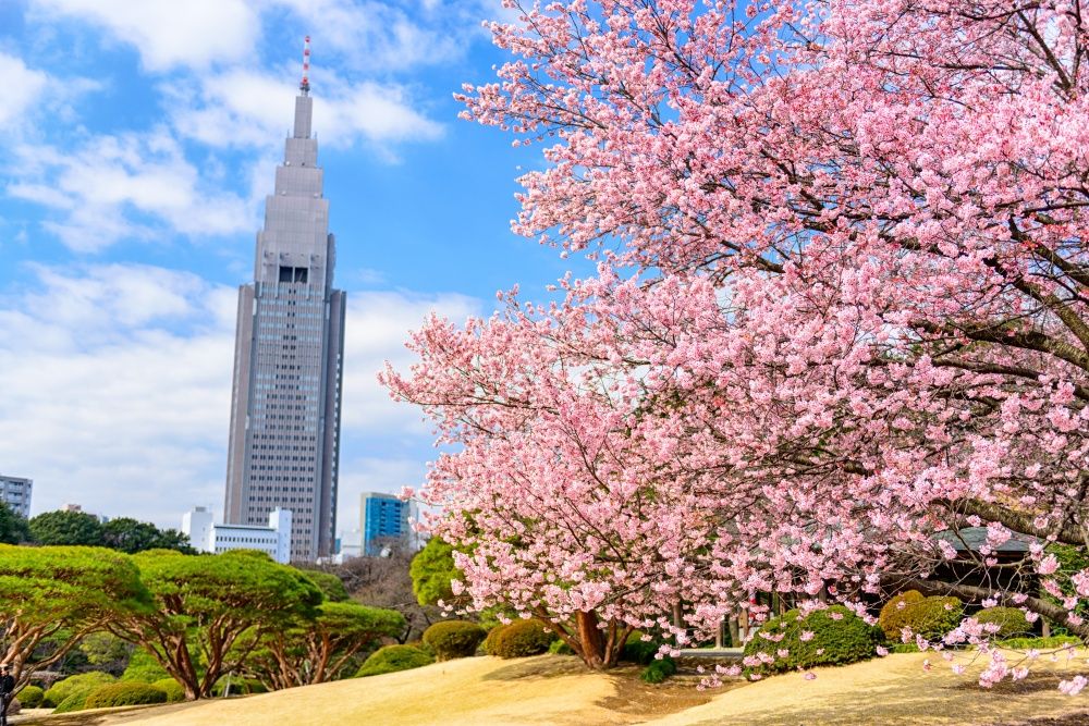 2025日本8大賞櫻景點懶人包！東京上野恩賜公園邊踩鴨子船邊賞櫻、漸層粉櫻花隧道夢幻炸！-8
