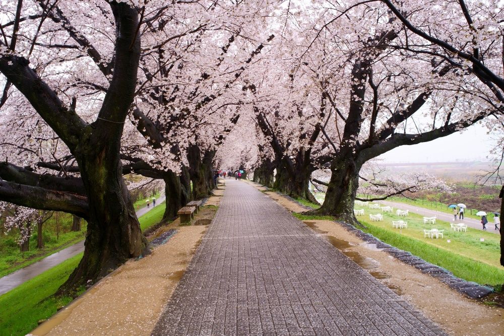 2025日本8大賞櫻景點懶人包！東京上野恩賜公園邊踩鴨子船邊賞櫻、漸層粉櫻花隧道夢幻炸！-9