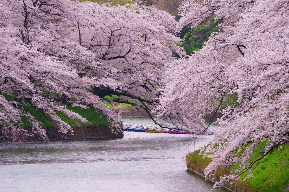 2025日本8大賞櫻景點懶人包！東京上野恩賜公園邊踩鴨子船邊賞櫻、漸層粉櫻花隧道夢幻炸！-11