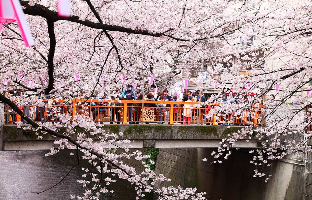 2025日本8大賞櫻景點懶人包！東京上野恩賜公園邊踩鴨子船邊賞櫻、漸層粉櫻花隧道夢幻炸！-13