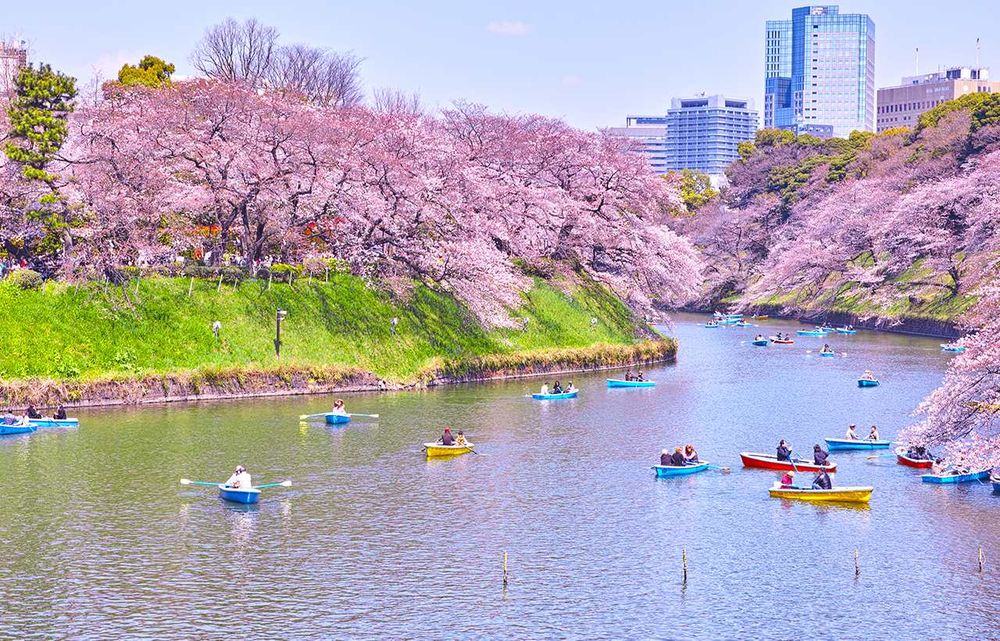 2025日本8大賞櫻景點懶人包！東京上野恩賜公園邊踩鴨子船邊賞櫻、漸層粉櫻花隧道夢幻炸！-14