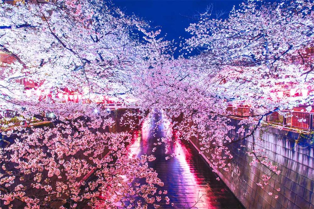 2025日本8大賞櫻景點懶人包！東京上野恩賜公園邊踩鴨子船邊賞櫻、漸層粉櫻花隧道夢幻炸！-16