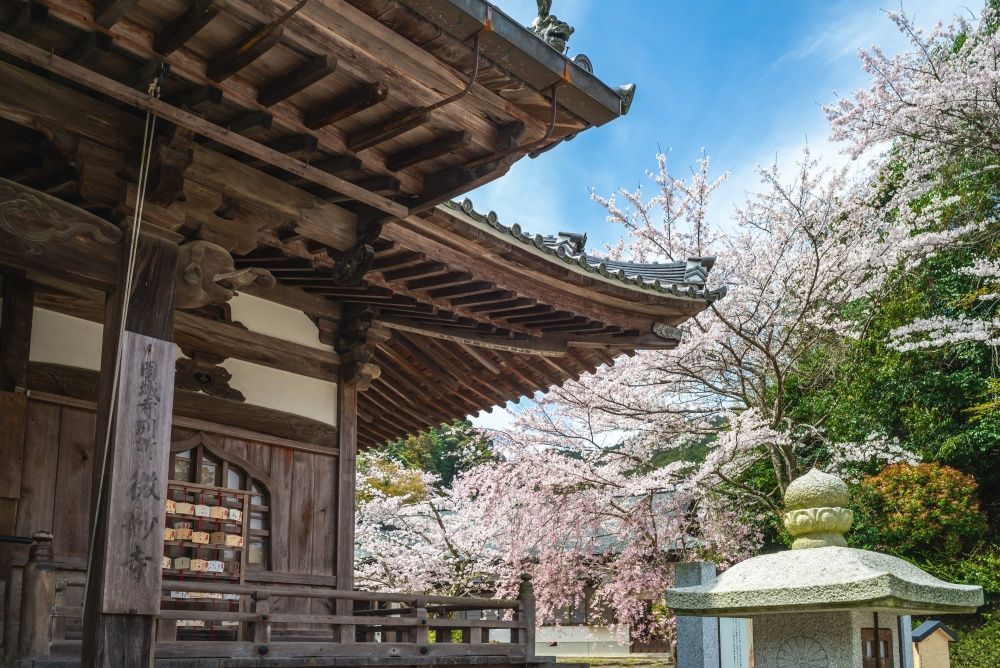 2025日本8大賞櫻景點懶人包！東京上野恩賜公園邊踩鴨子船邊賞櫻、漸層粉櫻花隧道夢幻炸！-18