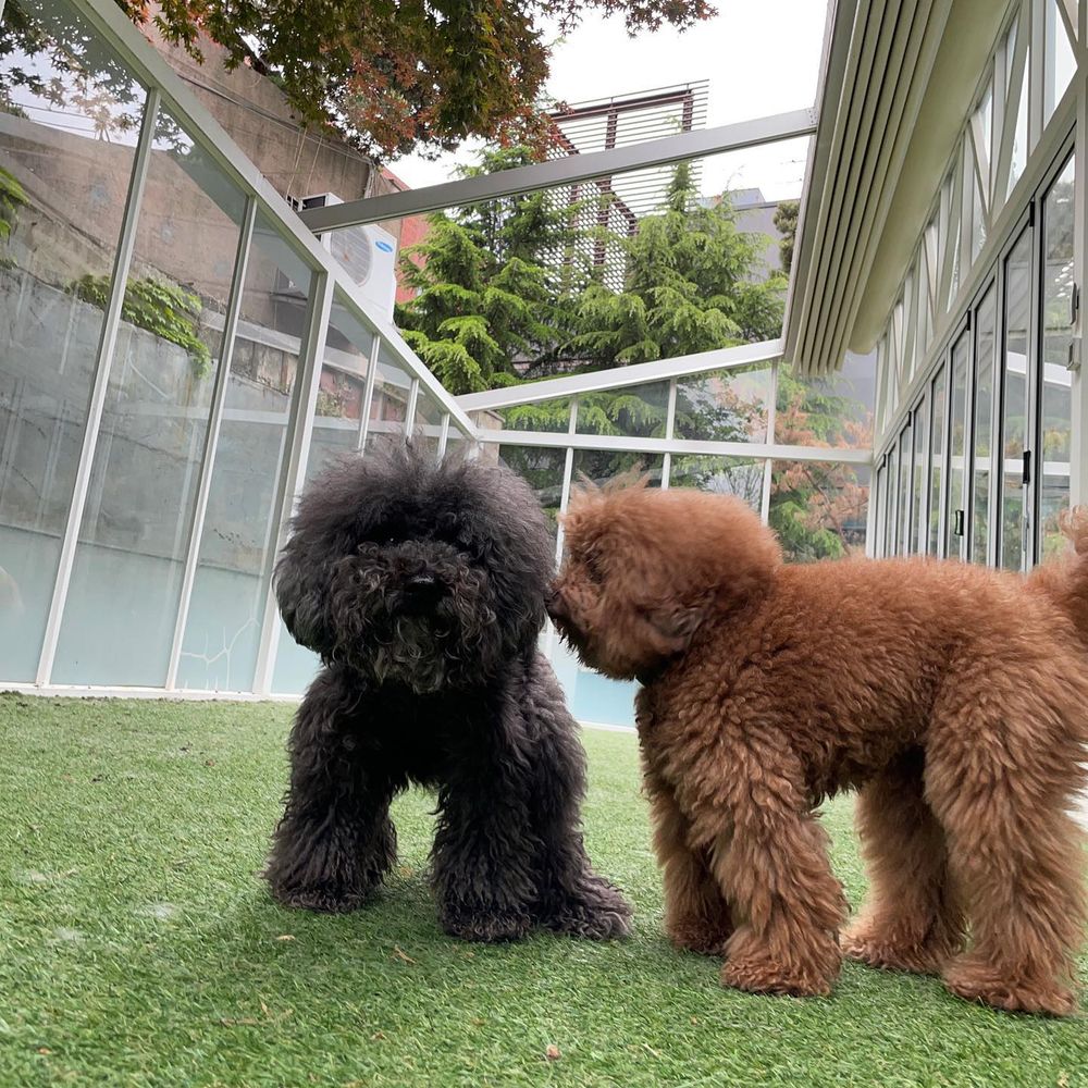 KPOP偶像毛孩爆紅！盤點7大KPOP偶像寵物帳號：柾國、Rosé愛犬追蹤破表，太妍＋ZERO實境秀萌翻粉絲！-6