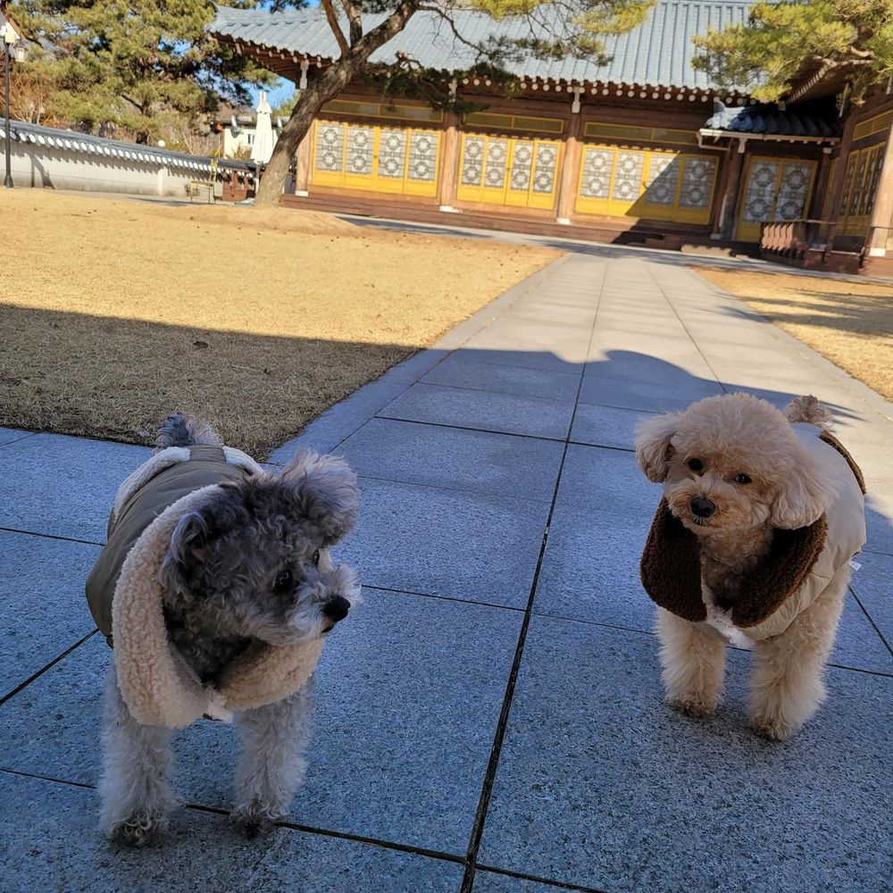 盤點7組超人氣韓劇演員VS寵物組合！朴敘俊愛犬「辛巴」太會搶鏡，俊昊、宋慧喬都是鏟屎官代表！-11