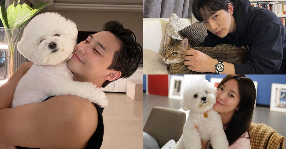 盤點7組超人氣韓劇演員VS寵物組合！朴敘俊愛犬「辛巴」太會搶鏡，俊昊、宋慧喬都是鏟屎官代表！-1