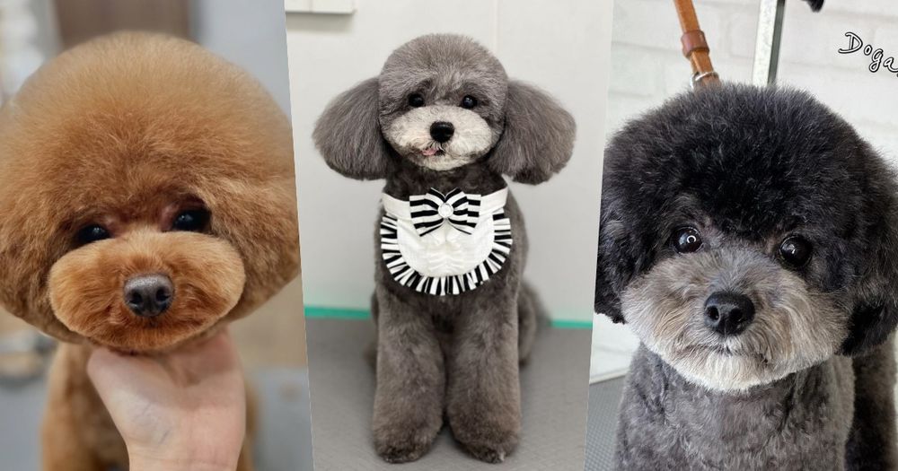 萌翻全場！玩具貴賓犬修剪風格5選，日本寵物美容院指名造型排行榜公開！-1