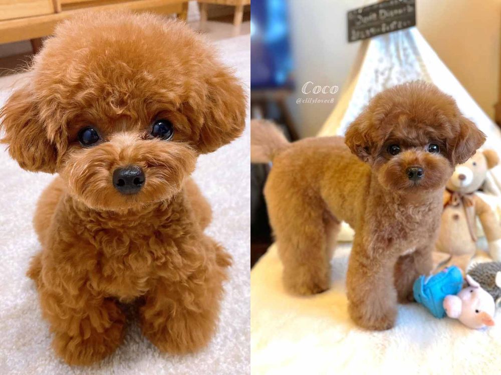 萌翻全場！玩具貴賓犬修剪風格5選，日本寵物美容院指名造型排行榜公開！-4