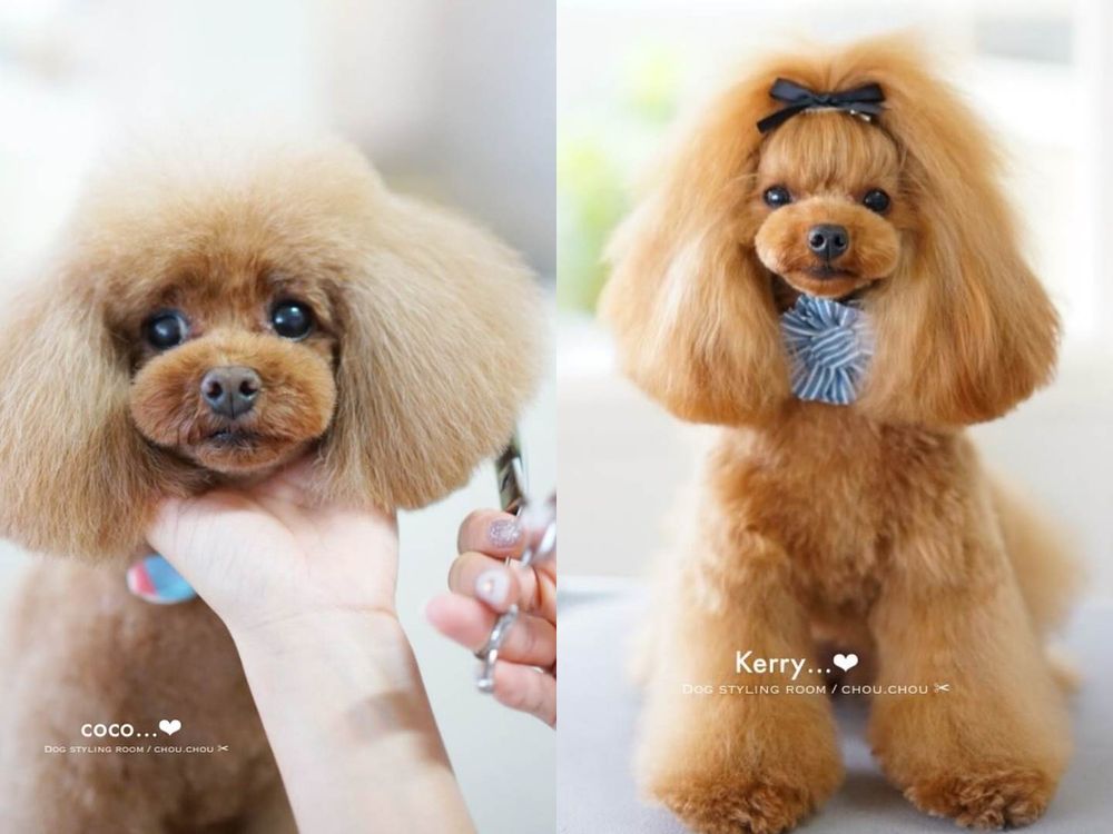 萌翻全場！玩具貴賓犬修剪風格5選，日本寵物美容院指名造型排行榜公開！-3