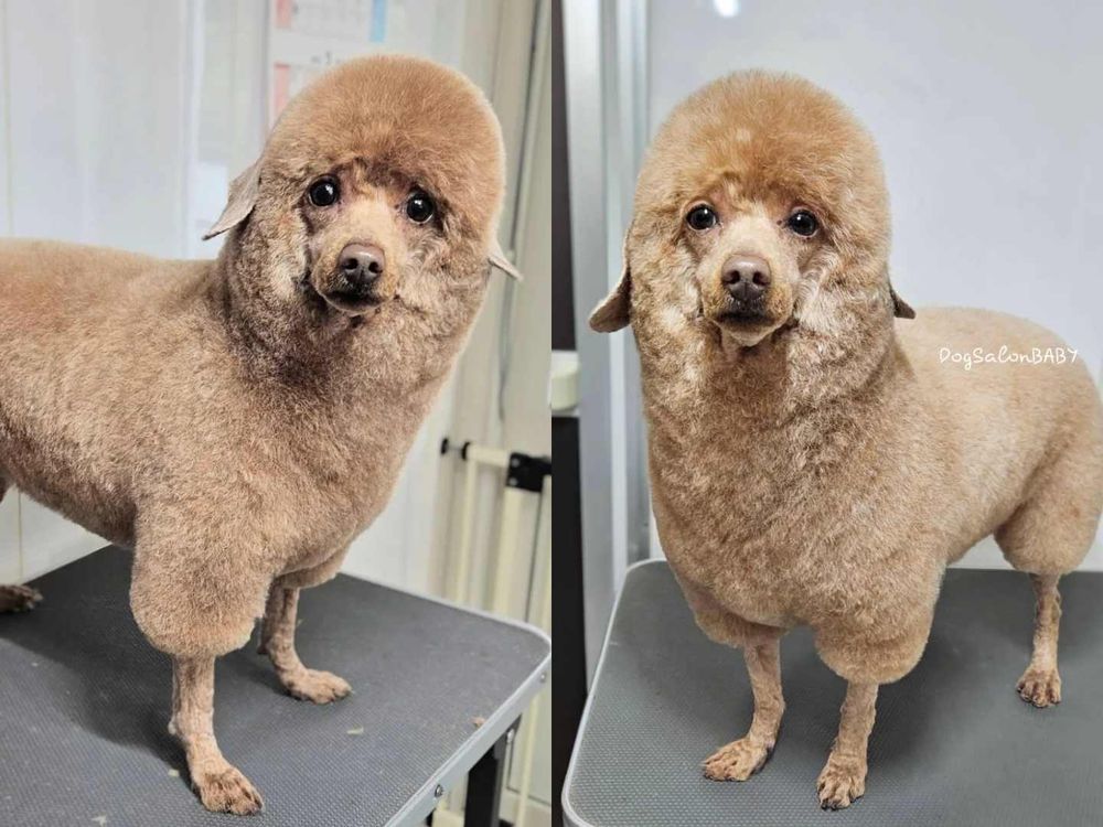 萌翻全場！玩具貴賓犬修剪風格5選，日本寵物美容院指名造型排行榜公開！-5