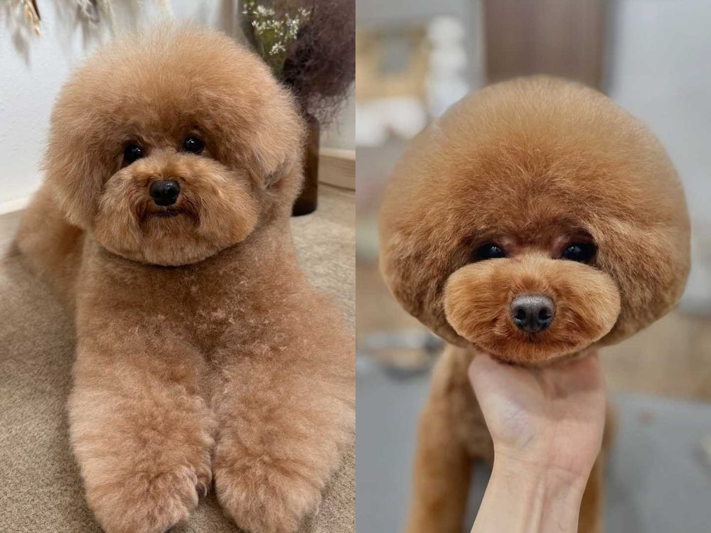 萌翻全場！玩具貴賓犬修剪風格5選，日本寵物美容院指名造型排行榜公開！-6