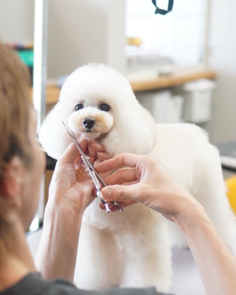 萌翻全場！玩具貴賓犬修剪風格5選，日本寵物美容院指名造型排行榜公開！-7