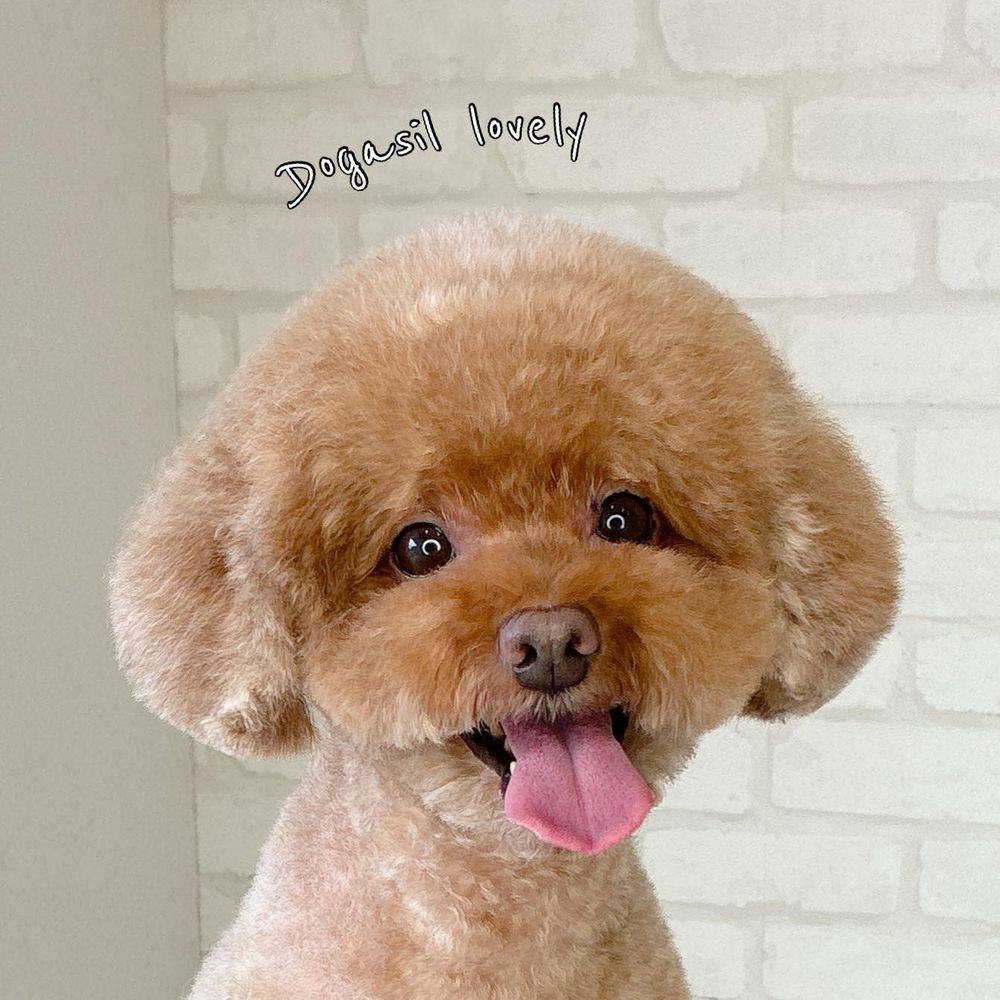 萌翻全場！玩具貴賓犬修剪風格5選，日本寵物美容院指名造型排行榜公開！-8