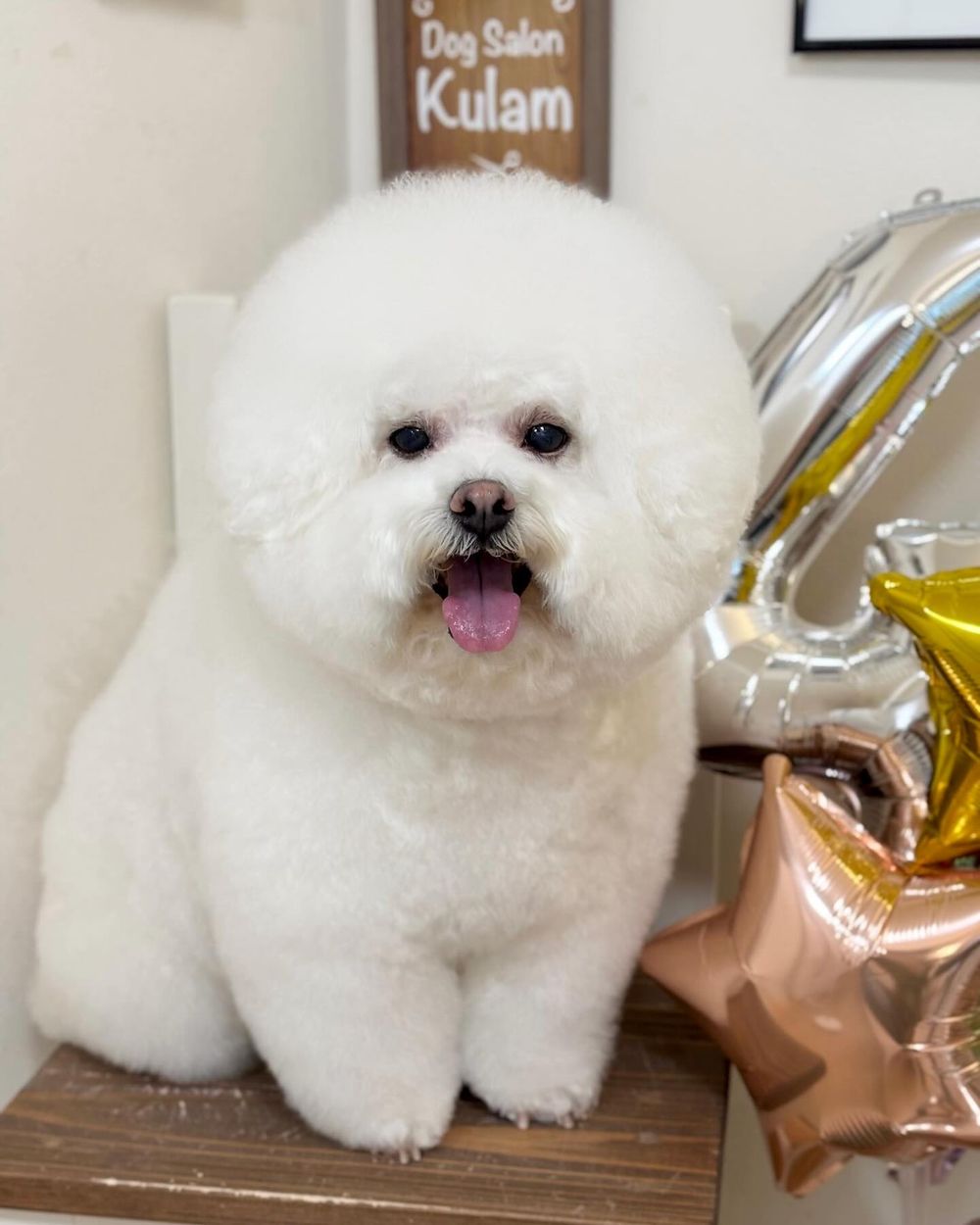 萌翻全場！玩具貴賓犬修剪風格5選，日本寵物美容院指名造型排行榜公開！-9