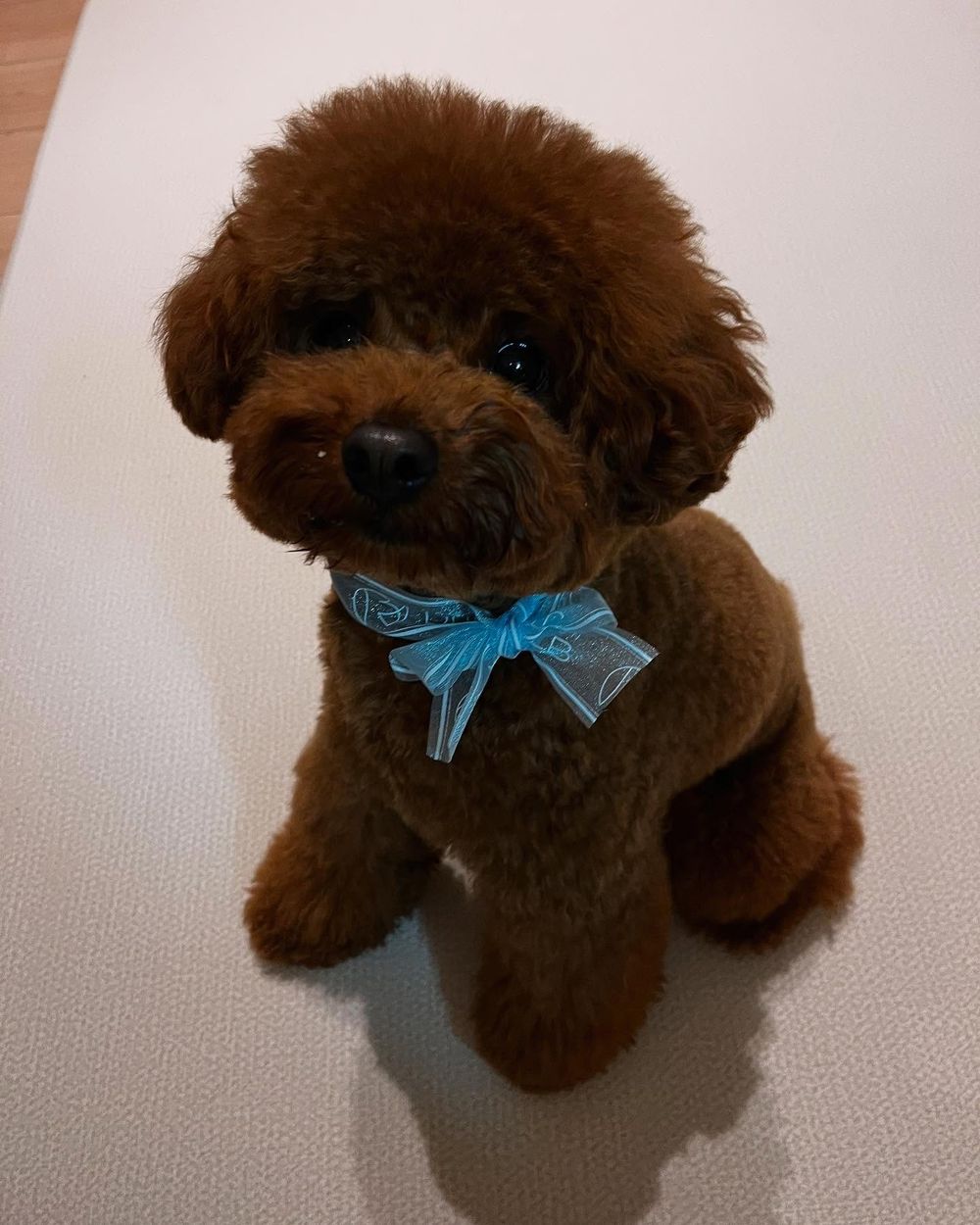 萌翻全場！玩具貴賓犬修剪風格5選，日本寵物美容院指名造型排行榜公開！-11