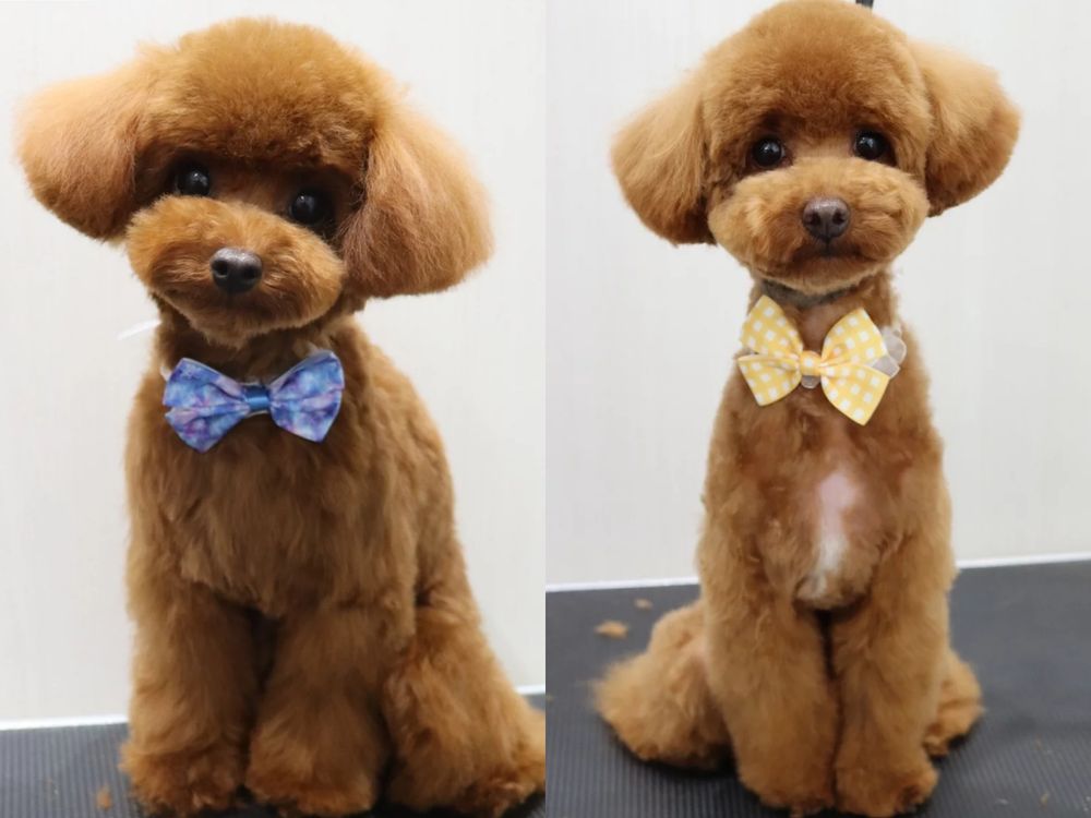萌翻全場！玩具貴賓犬修剪風格5選，日本寵物美容院指名造型排行榜公開！-12