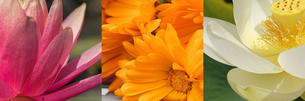 此生必擁有頂級保養！香緹卡「五月玫瑰花妍露」限量花瓣瓶身、奢華療癒玫瑰香氣，隱藏版九種延伸用法大公開！-6