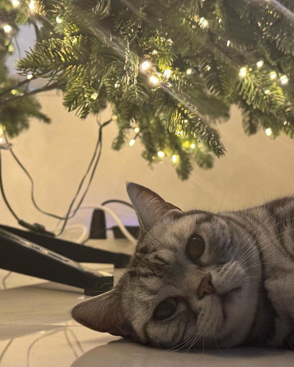 毛孩換季必知護理對策！四招溫和保養重點擊退皮膚乾癢＋濕疹，「這樣做」讓毛髮又柔又亮！-5