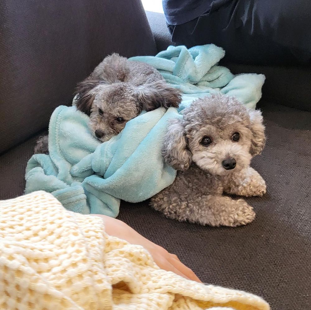 毛孩換季必知護理對策！四招溫和保養重點擊退皮膚乾癢＋濕疹，「這樣做」讓毛髮又柔又亮！-6