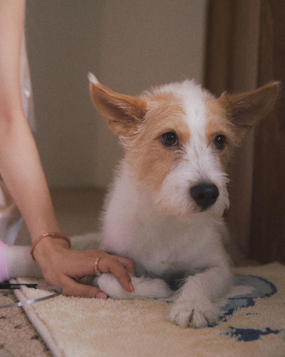 毛孩換季必知護理對策！四招溫和保養重點擊退皮膚乾癢＋濕疹，「這樣做」讓毛髮又柔又亮！-3