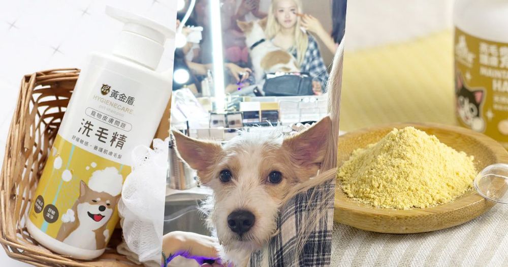 毛孩換季必知護理對策！四招溫和保養重點擊退皮膚乾癢＋濕疹，「這樣做」讓毛髮又柔又亮！-1