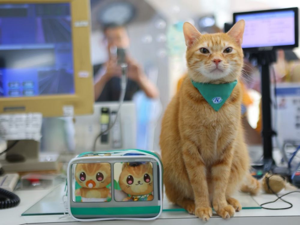 貓奴發瘋！亞尼克×高雄捷運「蜜柑站長」元氣蜜柑生乳捲開賣、還有Q翻小公仔&吊飾周邊要買！-8