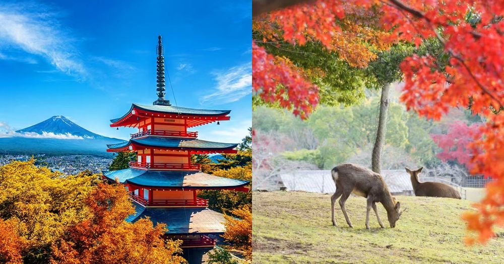 2025日本賞楓7大景點推薦！「新倉山淺間神社」富士山+紅葉美翻天、奈良公園邊玩鹿邊看楓葉太療癒！-1