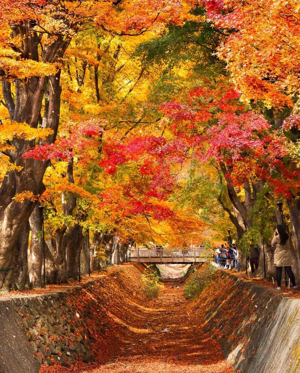 2025日本賞楓7大景點推薦！「新倉山淺間神社」富士山+紅葉美翻天、奈良公園邊玩鹿邊看楓葉太療癒！-4