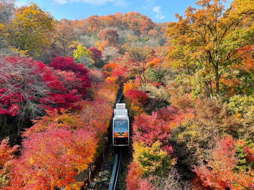 2025韓國賞楓6大景點推薦！慶州佛國寺楓紅景色美爆、「這裡」除了楓葉還有金黃落羽松太好拍！-3