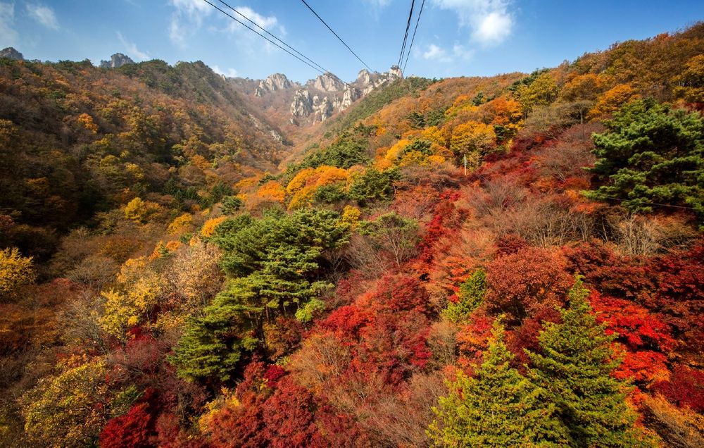 2025韓國賞楓6大景點推薦！慶州佛國寺楓紅景色美爆、「這裡」除了楓葉還有金黃落羽松太好拍！-7