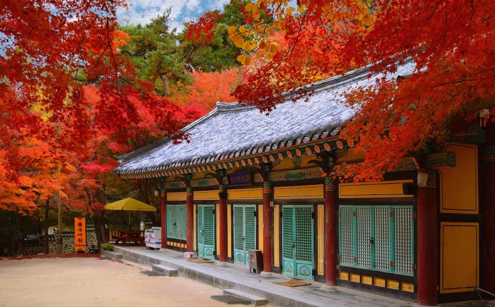2025韓國賞楓6大景點推薦！慶州佛國寺楓紅景色美爆、「這裡」除了楓葉還有金黃落羽松太好拍！-6