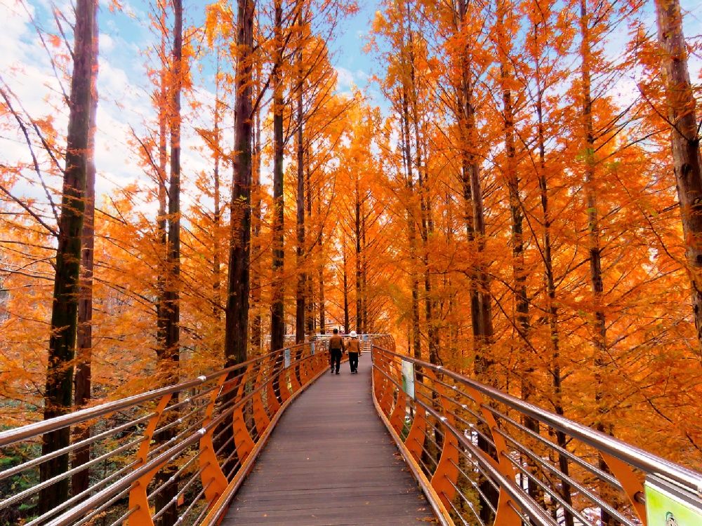 2025韓國賞楓6大景點推薦！慶州佛國寺楓紅景色美爆、「這裡」除了楓葉還有金黃落羽松太好拍！-9