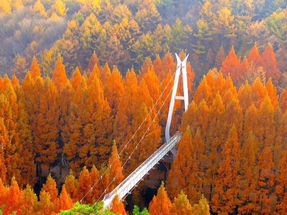 2025韓國賞楓6大景點推薦！慶州佛國寺楓紅景色美爆、「這裡」除了楓葉還有金黃落羽松太好拍！-10