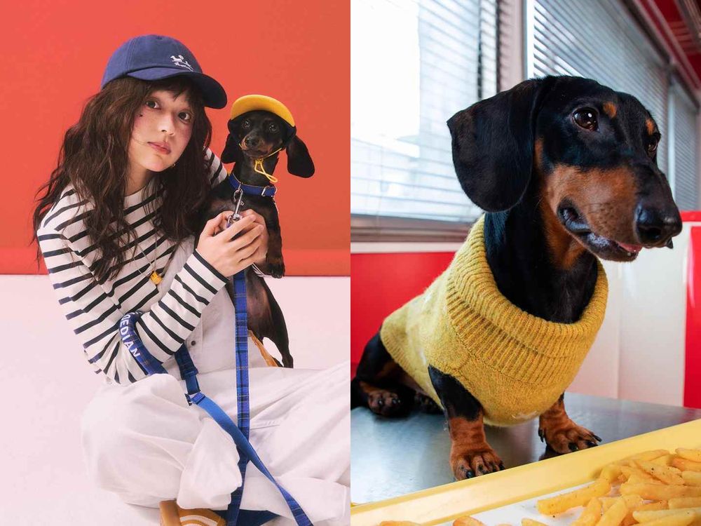 《許我耀眼》趙露思創個人品牌啦！ROSY DOEDIAN火速爆紅！愛犬還親自當模特？！-6