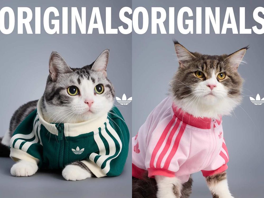 愛迪達真的很會！adidas寵物系列再推「秋冬新款」啦！毛孩版運動外套、背心可愛到爆！-2