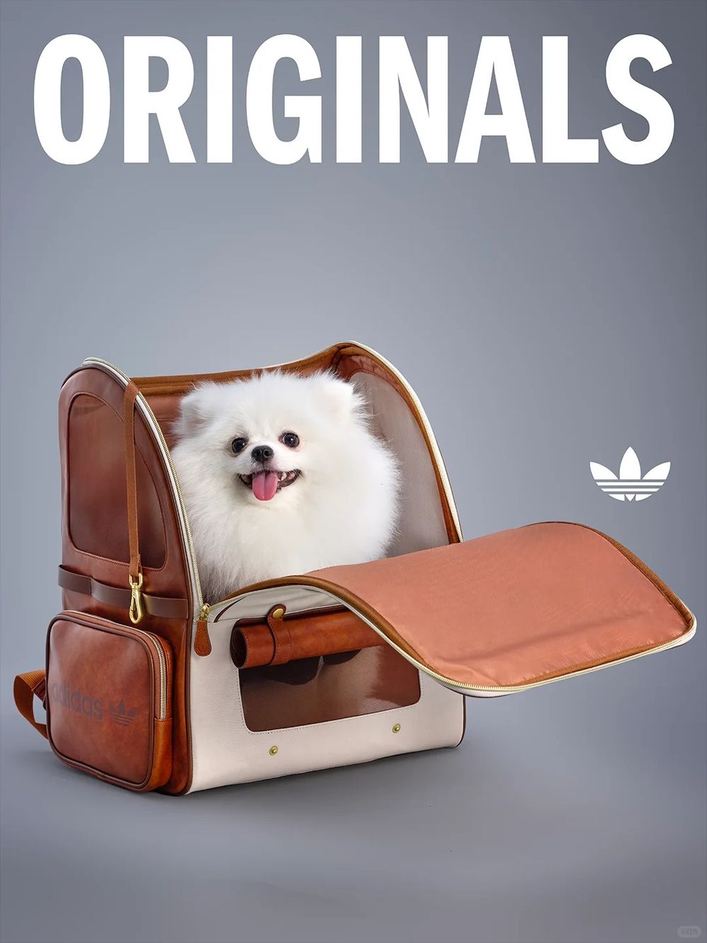 愛迪達真的很會！adidas寵物系列再推「秋冬新款」啦！毛孩版運動外套、背心可愛到爆！-5